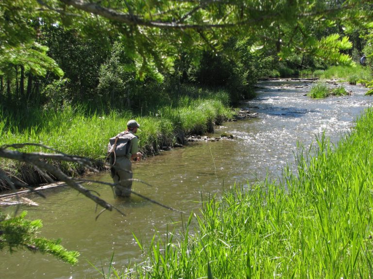The Requirements of Stream Trout Fly Fusion