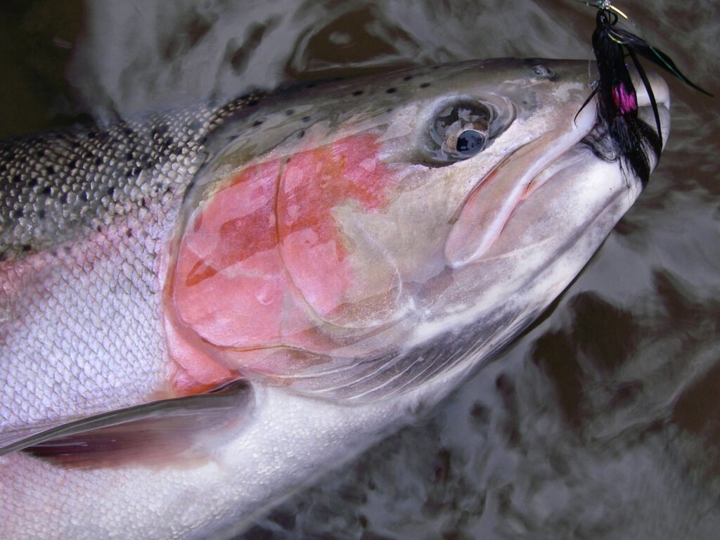 Why is the Tip of my Floating Fly Line Sinking? – Trout Stalkers